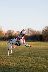 Dog jumping on grass against clear sky