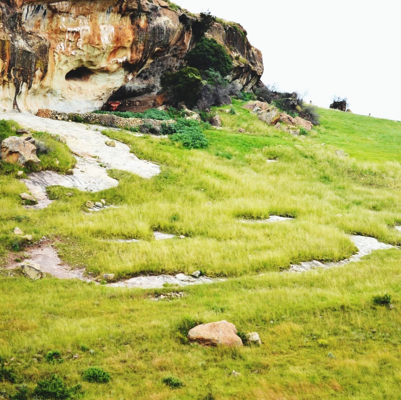 grass, animal themes, landscape, field, mammal, grassy, nature, rock - object, domestic animals, tranquility, green color, beauty in nature, livestock, tranquil scene, sheep, rock, mountain, scenics, grazing, rock formation