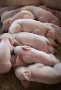 High angle view of baby sleeping