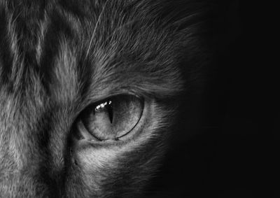 Close-up portrait of cat