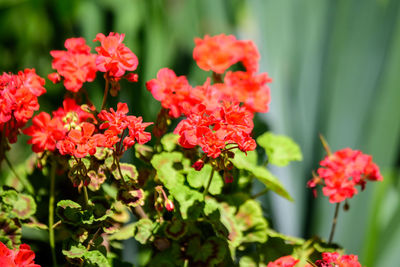 Vivid red pelargonium flowers known as geraniums or storksbills and green leaves in a garden pot