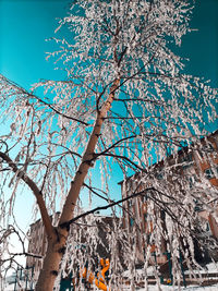 Low angle view of bare tree against building