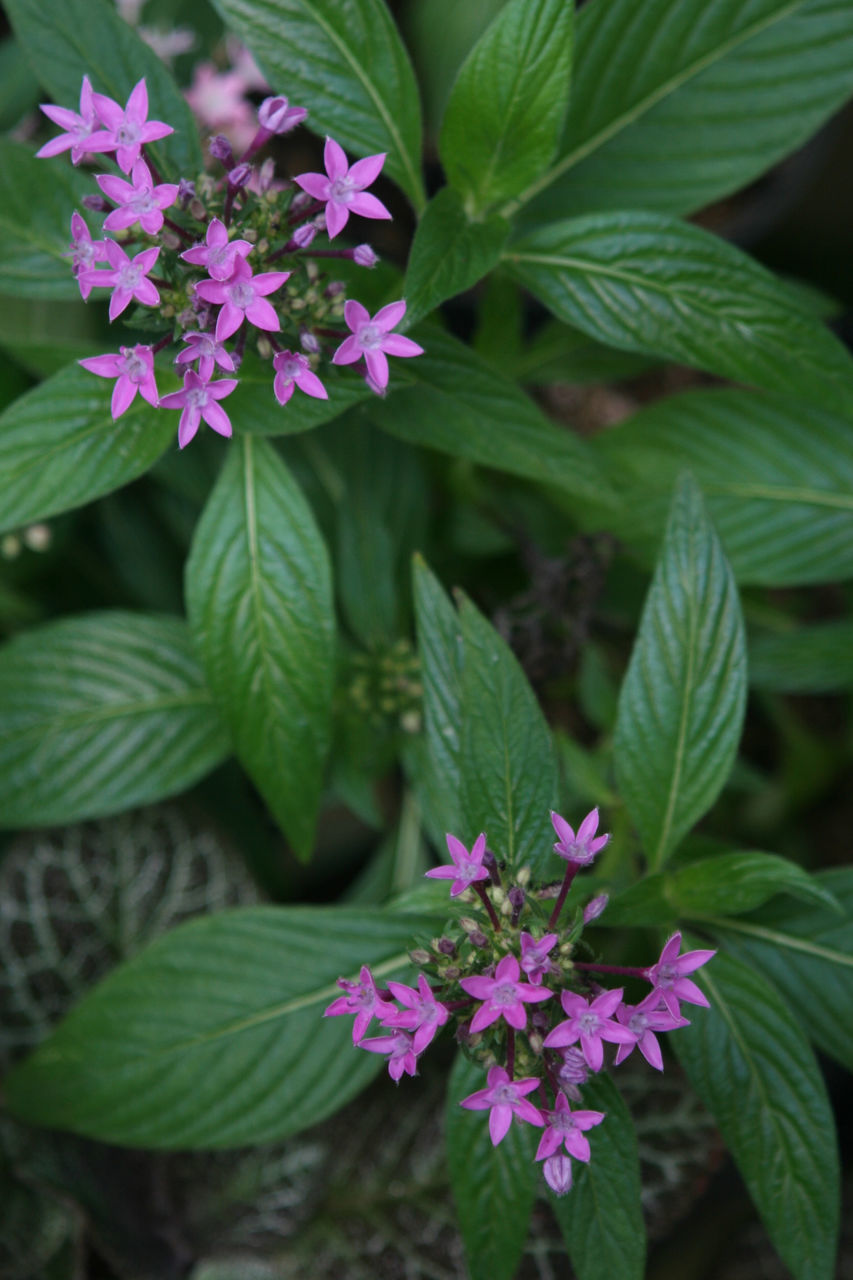 plant, plant part, leaf, flower, flowering plant, beauty in nature, green, freshness, nature, close-up, growth, medicine, food and drink, herb, food, no people, botany, alternative medicine, healthcare and medicine, outdoors, pink, fragility, day, garden, lilac, blossom, shrub, botanical garden, multi colored, summer, leaf vegetable, flower head