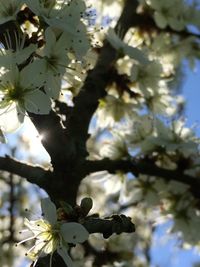 Low angle view of apple blossoms in spring