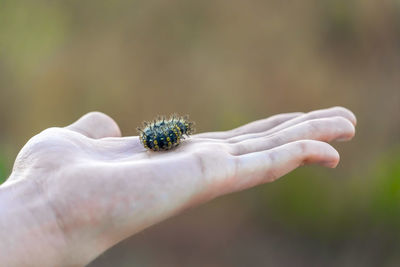 Close-up of insect on hand