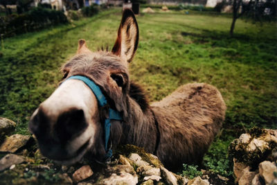 Donkey on grassy field