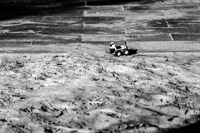 High angle view of ducks on wet land