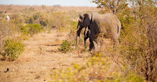 Elephant walking in a field