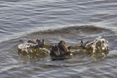 View of ducks swimming in lake