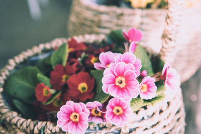 Close-up of pink flowers