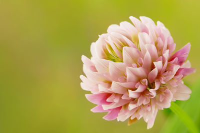 Close-up of pink dahlia flower