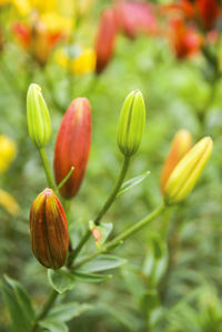 Close-up of plant