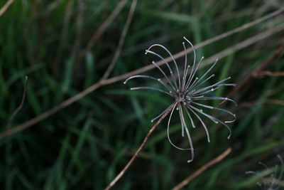 Close-up of dandelion