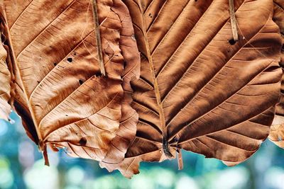 Close-up of dry autumn leaf