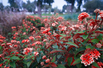 Close-up of red flowering plant