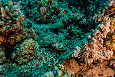 Full frame shot of coral in sea