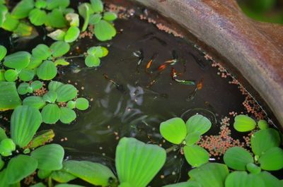 High angle view of leaves floating on lake