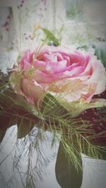 Close-up of pink flowers