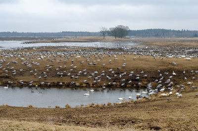 Thousands of birds at lake hornborga during spring migration