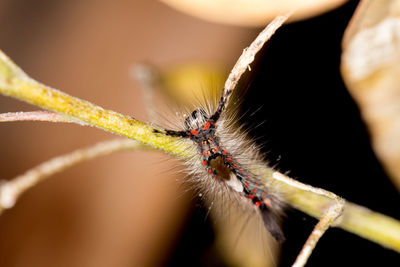 Close-up of spider on web