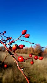 Close-up of red berries growing on tree against blue sky