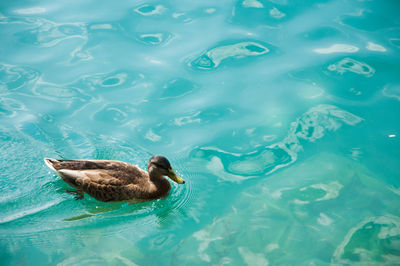 Duck swimming in lake