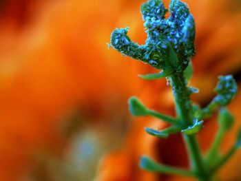 Close-up of plant