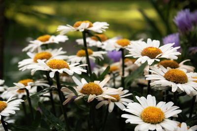 Close-up of white daisy flowers