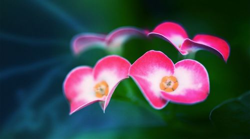 Close-up of pink flower