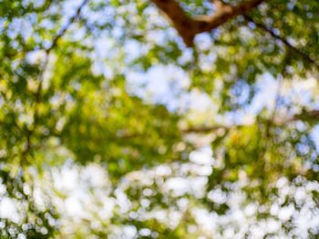 Low angle view of trees in forest