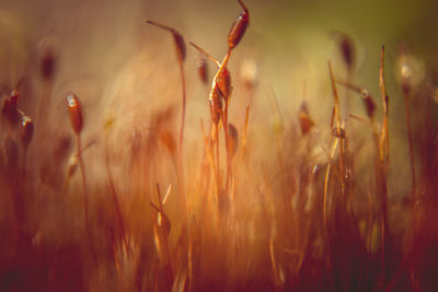 Close-up of crops on field