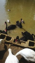 High angle view of swan in water