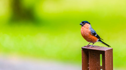 Close-up of bird perching on wooden post