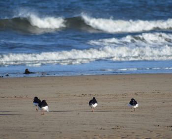 Birds on beach by sea against sky