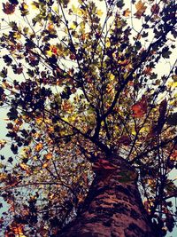 Low angle view of tree against sky