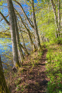 Trees growing in forest