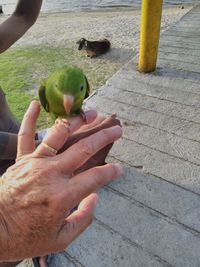 High angle view of hand holding bird