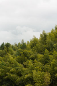 High angle view of trees against sky