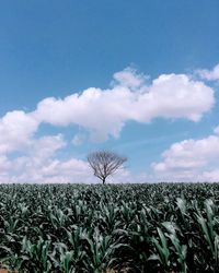 Plants growing on field against sky