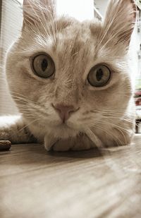Close-up portrait of cat