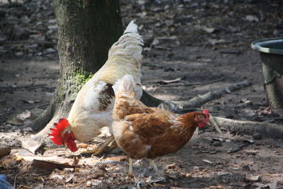 View of a bird on land