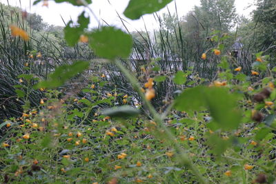 Close-up of plants growing on field
