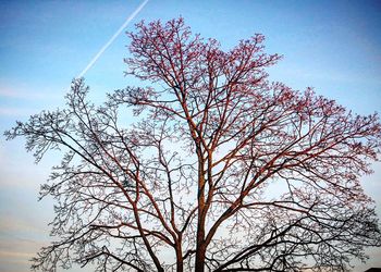 Low angle view of tree against sky