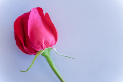 Close-up of rose against white background