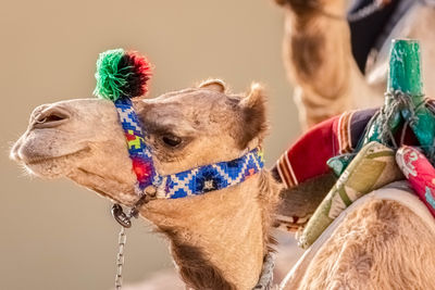 Close-up of camel on field
