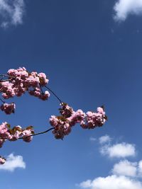 Low angle view of cherry blossom against blue sky