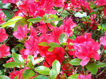 Close-up of flowers blooming outdoors