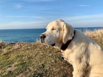 View of dog looking at sea shore against sky