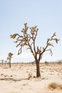 Tree on field against clear sky