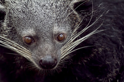 Close-up portrait of head